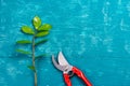 Garden shears and sprout of a tree on a garden table. Landscaping of the garden. The process of grafting trees.