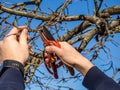 Garden shears woodcut