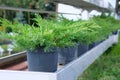 Garden shop. Bushes of green juniper in black pots offered for sale. Fresh branches of evergreen juniper
