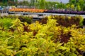 Garden shop. In the foreground: Cornus alba red-barked, white or Siberian dogwood. Variation: Spaethii Royalty Free Stock Photo