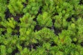 Garden shop. Rows of pots with small conifers Pinus mugo, known as bog pine, creeping pine or dwarf mountain pine