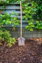 Garden shovel in bark mulch between grapevines plants Royalty Free Stock Photo