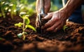 garden shovel with a pile of earth soil farmer hands planting to soil tomato seedling in the vegetable garden on the background a Royalty Free Stock Photo