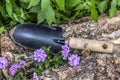 Garden shovel, rusty with snail rising on the handle between flowers