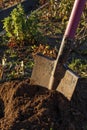 A garden shovel sticking out of a pile of earth in a garden or vegetable garden. The concept of digging the soil, garden work in Royalty Free Stock Photo