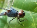 A beautiful dragon fly is perched on the leaves of a green tree. This is a garden Royalty Free Stock Photo