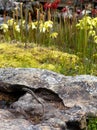 Garden: skink with pitcher plants Royalty Free Stock Photo