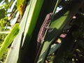 A Garden Skink Sunbathing on a Leaf Royalty Free Stock Photo