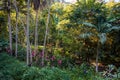 A tropical garden