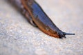 Garden Slug 3c Royalty Free Stock Photo