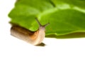 Garden Slug Royalty Free Stock Photo