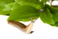 Garden Slug Royalty Free Stock Photo