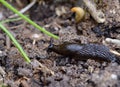 Garden slug