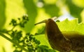 Garden slug in a sunny vineyard. Large gastropod