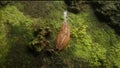 Garden slug walking slowly on the moss