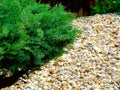 Garden with smooth river rocks and small green juniper shrub or bush