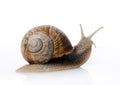 Garden snail Royalty Free Stock Photo