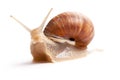 The garden snail Royalty Free Stock Photo