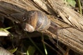 Garden Snail