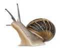 Garden Snail Royalty Free Stock Photo