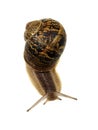 Garden Snail Royalty Free Stock Photo