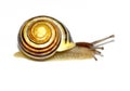 Garden snail Royalty Free Stock Photo