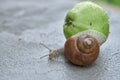 Garden snail on an apple Royalty Free Stock Photo