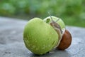 Garden snail on an apple. Royalty Free Stock Photo