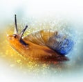 Snail. Bokeh, blur