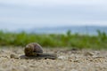 Garden snail on a blurry background Royalty Free Stock Photo