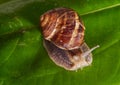 Garden snail