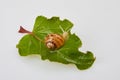 Garden Snail on a burdock leaf on a white background. Royalty Free Stock Photo