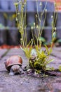 A garden snail beside a bush
