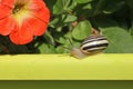 Garden snail (Cepaea hortensis) on the edge of a flower box Royalty Free Stock Photo