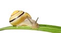 Garden snail (Cepaea hortensis) isolated Royalty Free Stock Photo