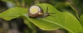 Garden snail (Cepaea hortensis) on a leaf Royalty Free Stock Photo