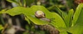 Garden snail (Cepaea hortensis) on a leaf Royalty Free Stock Photo