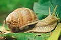 Garden snail