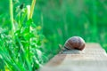 garden snail close up on wooden surface and green natural background