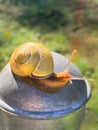 Garden Snail Closeup in Garden Vertical Royalty Free Stock Photo