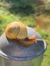 Garden Snail Closeup in Garden Vertical Royalty Free Stock Photo