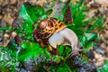 Snail crwling on a salad Royalty Free Stock Photo