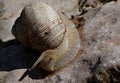 Garden snail (cornu aspersum) climbig down from large stone. Royalty Free Stock Photo