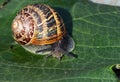 Garden snail,( Cornu aspersum) close up. Royalty Free Stock Photo