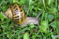 Garden Snail (Cornu aspersum) Royalty Free Stock Photo