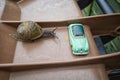 Garden snail Cornu aspersum meets Austin Atlantic car.