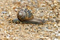Garden Snail - Cornu asperum crossing a path. Royalty Free Stock Photo