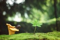 The garden snail crawled into a mushroom chanterelle growing on a moss