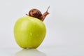 Garden Snail crawling on an apple on a white background. Royalty Free Stock Photo