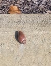 Garden Snail Crawling on Cement Curbside